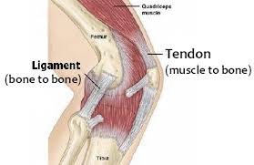 Tendons and ligaments joining muscles and bones.
